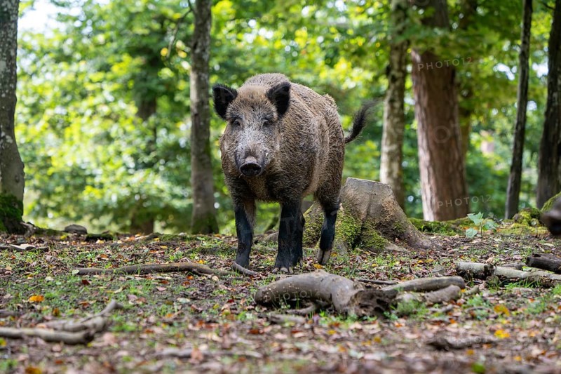 Wild boar (Sus scrofa), boar, Vulkaneifel, Rhineland-Palatinate, Germany, Europe