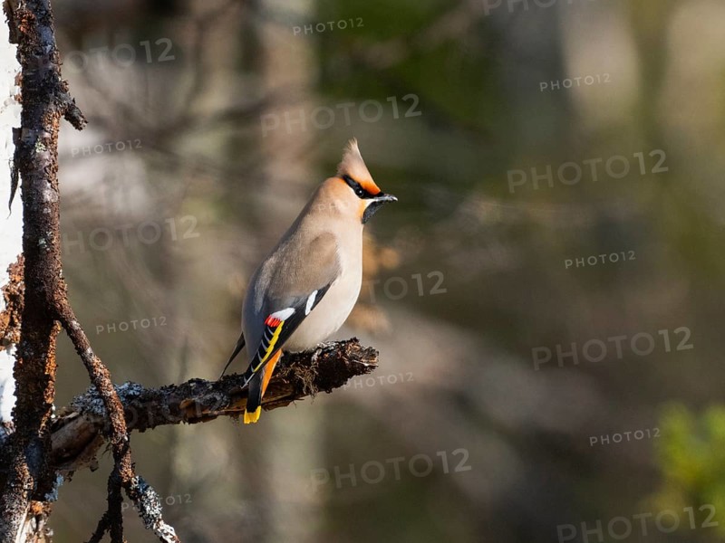 Bohemian waxwing (Bombycilla garrulus) perched on branch, May, Finnish Lapland
