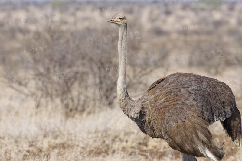 South African ostrich (Struthio camelus australis), adult female standing in dry grassland, alert, animal portrait, Kruger National Park, South Africa, Africa