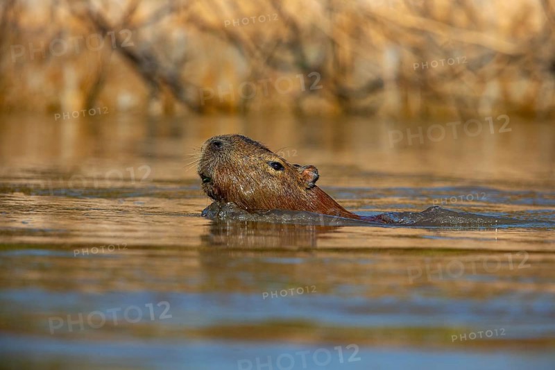 Capybara (Hydrochaeris hydrochaeris) Pantanal Brazil