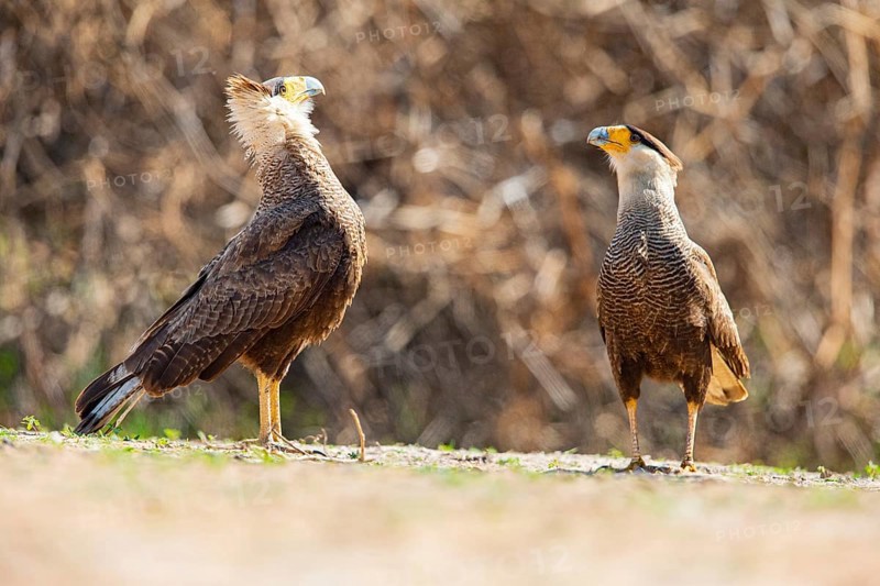 Crested caracara (Polyborus plancus) Pantanal Brazil