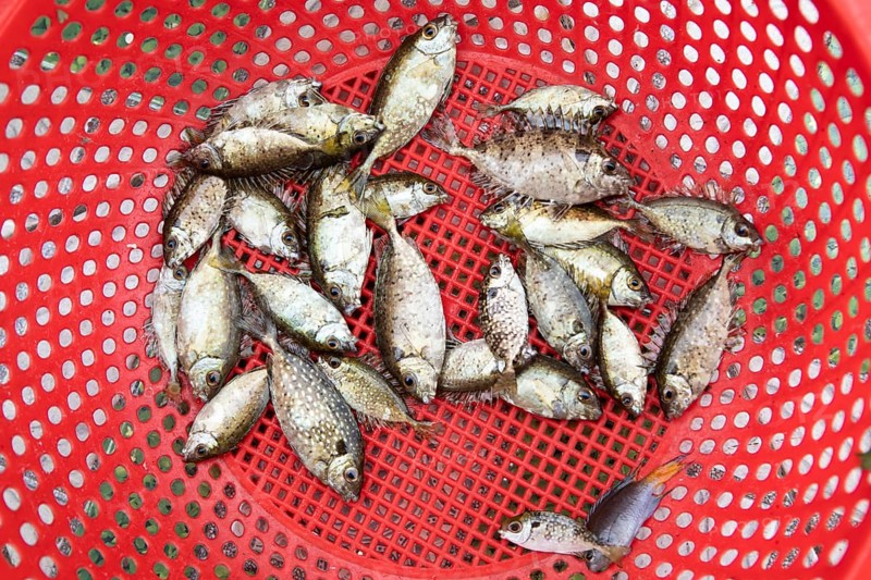 Freshly caught fish from Lan Ha Bay lying in a red pastry basket, Halong Bay, Vietnam, Asia
