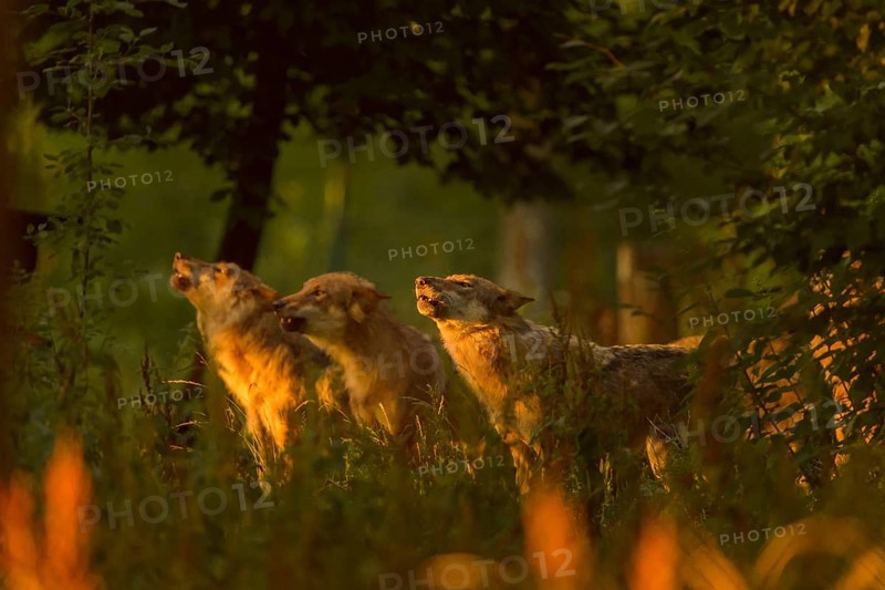 Wolf (Canis lupus), three wolves howling at sunrise, summer, Germany, Europe