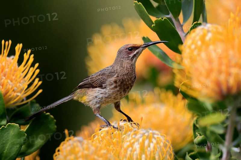 Cape Honeybird (Promerops cafer), adult, female, on flower, Protea, vigilant, Kirstenbosch Botanic Gardens, Cape Town, South Africa, Africa