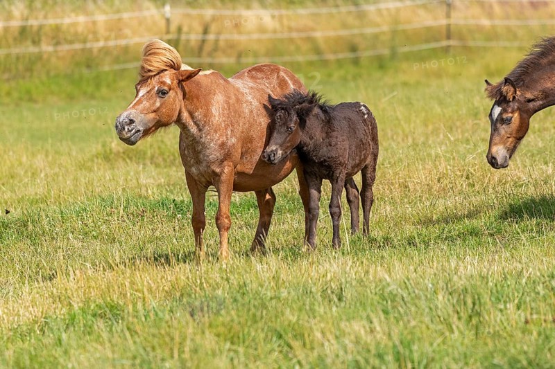 Horses, ponies, foals, pasture, Burgstemmen, Lower Saxony, Germany, Europe
