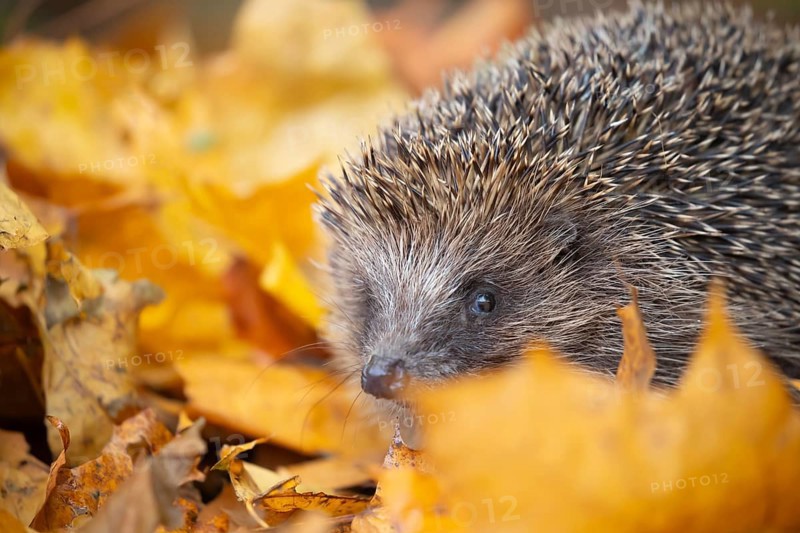 European hedgehog (Erinaceus europaeus) adult animal amongst fallen autumn leaves, England, United Kingdom, Europe