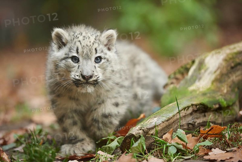 Snow leopard (Panthera uncia) or (Uncia uncia) cute cub in a forest, captive