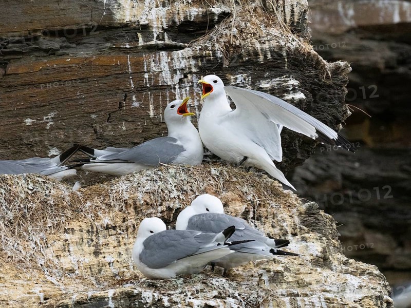 Black-legged kittiwake (Rissa tridactyla), greeting ceremony of pair at nest in breeding colony, on coastal cliffs of Arctic Ocean, May, Varanger Fjord, Norway, Europe