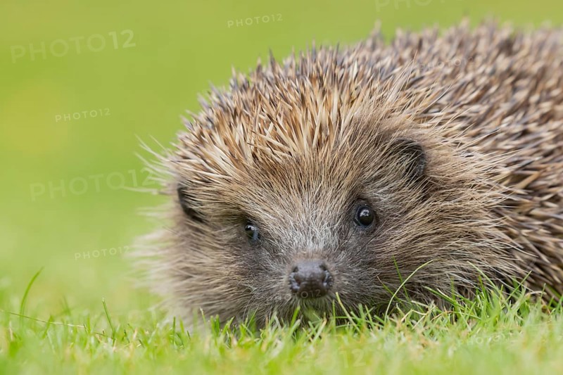 European hedgehog (Erinaceus europaeus) adult animal on a garden grass lawn, Suffolk, England, United Kingdom, Europe