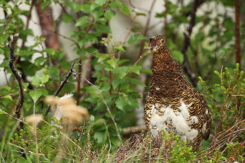 Willow ptarmigan (Lagopus lagopus) calling hen, Lofoten, Norway, Scandinavia, Europe