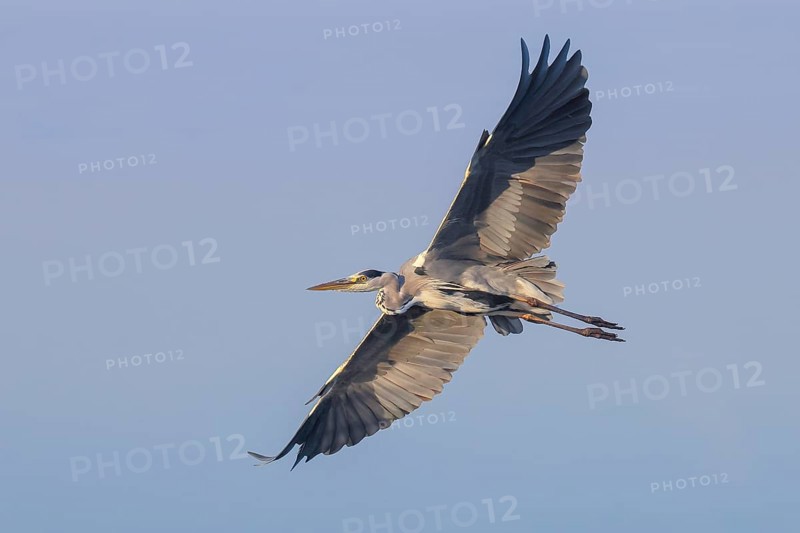 Grey heron (Ardea cinerea), adult, in flight, wildlife, heron, waterfowl, Baltic Sea coast, Fehmarn Island, East Holstein, Schleswig-Holstein, Germany, Europe