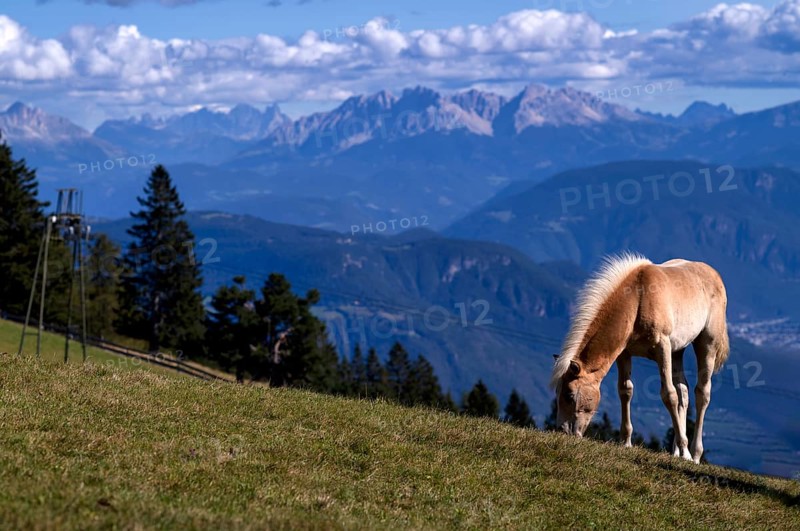Haflinger horses, foal (Equus ferus caballus) on the pasture, mountain meadow, Vigiljoch near Lana, South Tyrol, Autonomous Province of Bolzano, Italy, Europe