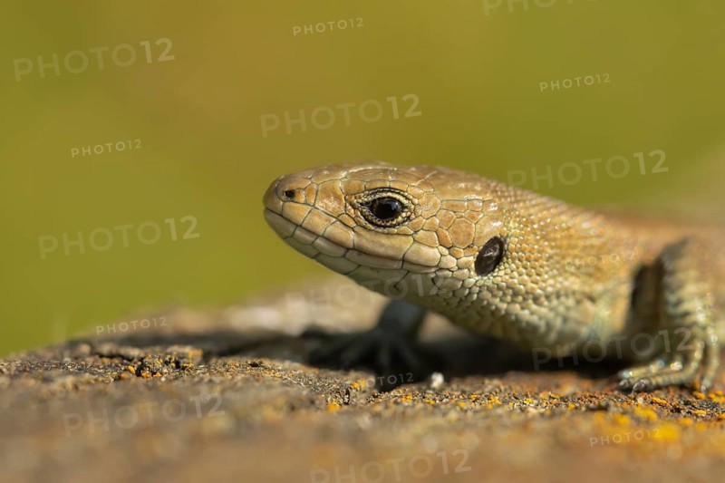 Common lizard (Zootoca vivipara) adult reptile basking on a wooden sleeper, England, United Kingdom, Europe