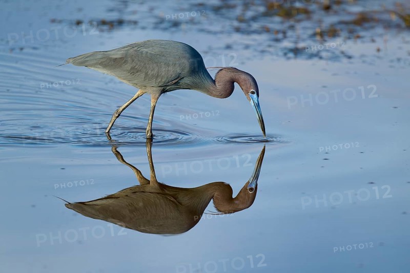 Great Blue Heron (Egretta caerulea), Black Point Wildlife Drive, Titusville, Florida, USA, North America