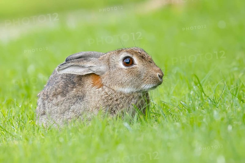 Wild rabbit (Oryctolagus cuniculus), in a meadow, adult, alert, wildlife, mammal, Baltic Sea coast, Fehmarn Island, East Holstein, Schleswig-Holstein, Germany, Europe
