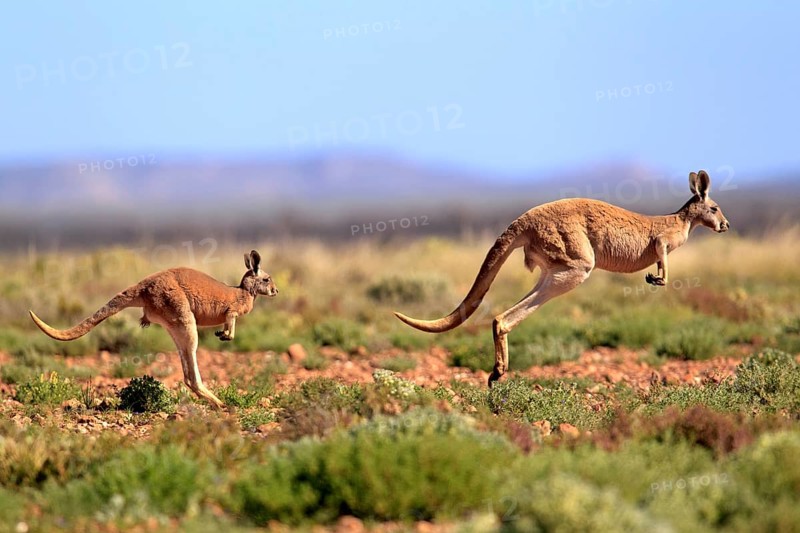 Red kangaroo (Macropus rufus), adult, jumping, mother, young, Tibooburra, Sturt National Park, New South Wales, Australia, Oceania