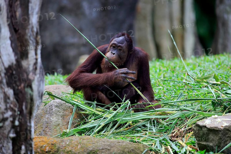 Bornean orangutan (Pongo pygmaeus), adult, female, feeding, Boneo