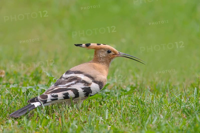 Hoopoe (Upupa epops) standing in the grass, wildlife, animals, birds, migratory bird, Siegerland, North Rhine-Westphalia, Germany, Europe