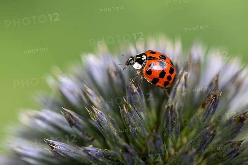 Asian lady beetle (Harmonia axyridis), Emsland, Lower Saxony, Germany, Europe