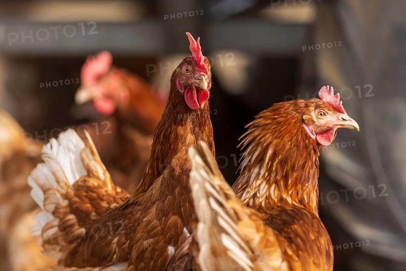 Two brown chickens in intensive close-up under an artificial roof, domestic fowl, Rhineland-Palatinate, Germany, Europe