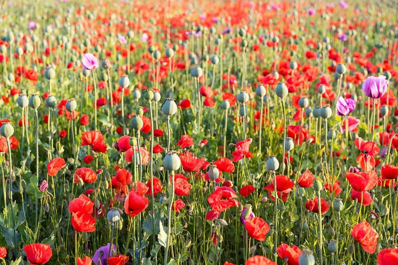 Capsules and individual flowers of the blue poppy (Papaver somniferum) in a field, with the red poppy (Papaver rhoeas) flowering in between, Callenberg, Saxony, Germany, Europe