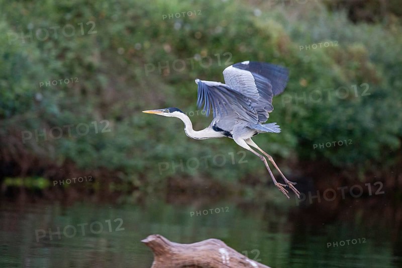 Cocoi Heron (Ardea cocoi) Pantanal Brazil