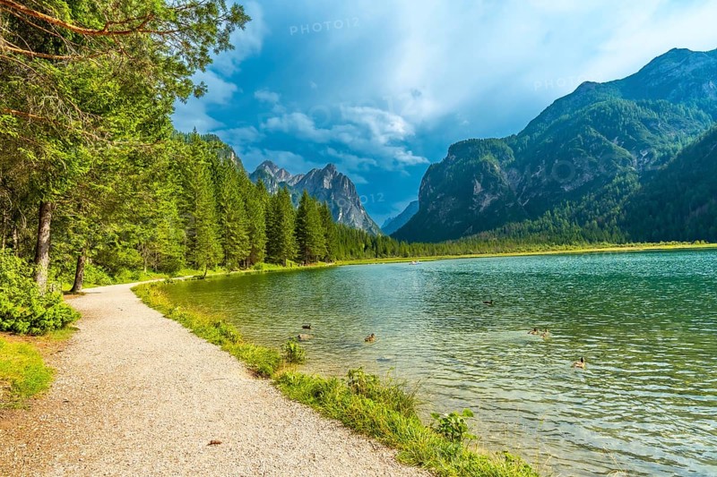 Ducks swimming in the crystal clear waters of lake dobbiaco, surrounded by lush greenery and the majestic peaks of the dolomites on a summer day