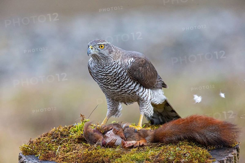 Goshawk (Accipiter gentilis) beheading squirrels Germany