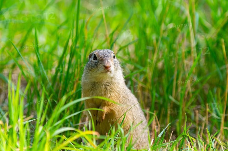 European ground squirrel (Spermophilus citellus) on a meadwo, Bavaria, Germany, Europe