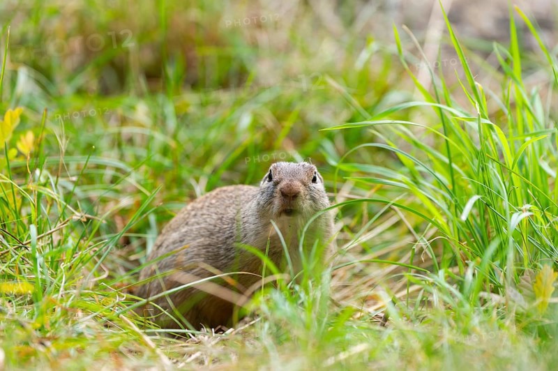 European ground squirrel (Spermophilus citellus) on a meadwo, Bavaria, Germany, Europe