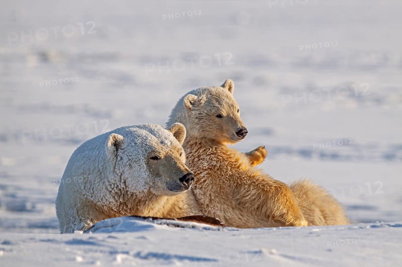 Polar bears (Ursus maritimus), polar bear mother and young in the snow, Kaktovik, Arctic National Wildlife Refuge, Alaska, USA, North America