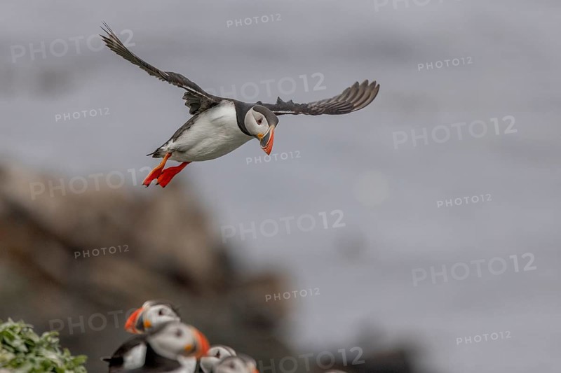 Puffin (Fratercula arctica), approaching to land, Grimsey Island, Iceland, Europe