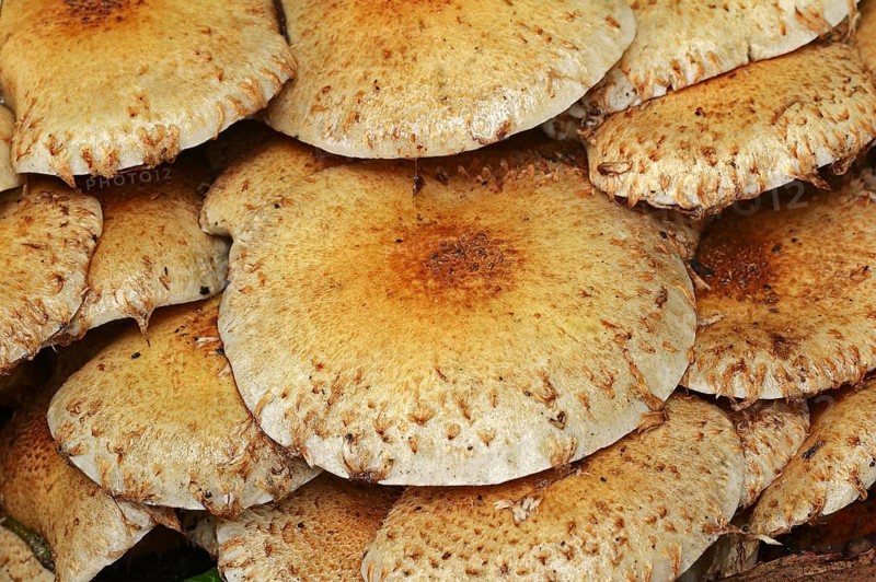 Shaggy scalycap (Pholiota squarrosa), North Rhine-Westphalia, Germany, Europe
