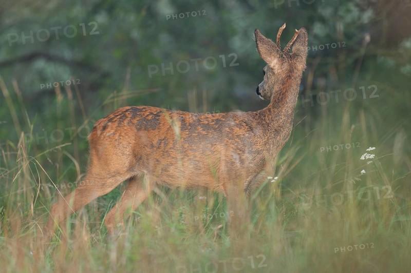 European roe deer (Capreolus capreolus), roebuck changing from winter coat to summer coat, wildlife, Thuringia, Germany, Europe
