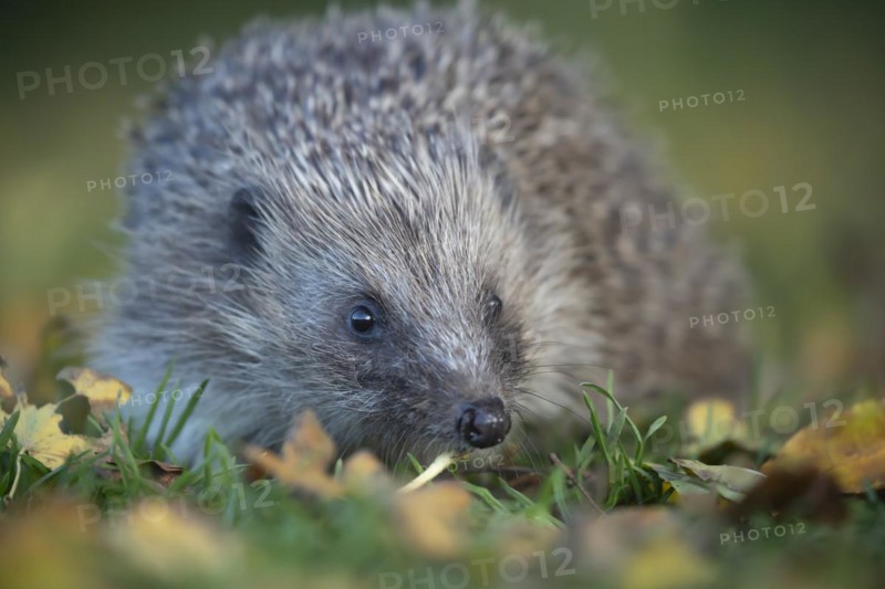 European hedgehog (Erinaceus europaeus) adult animal walking across fallen autumn leaves on a garden grass lawn, England, United Kingdom, Europe