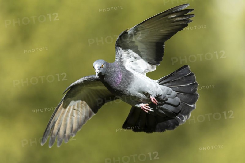 City dove (Columba livia forma domestica) in flight, wildlife, Germany, Europe