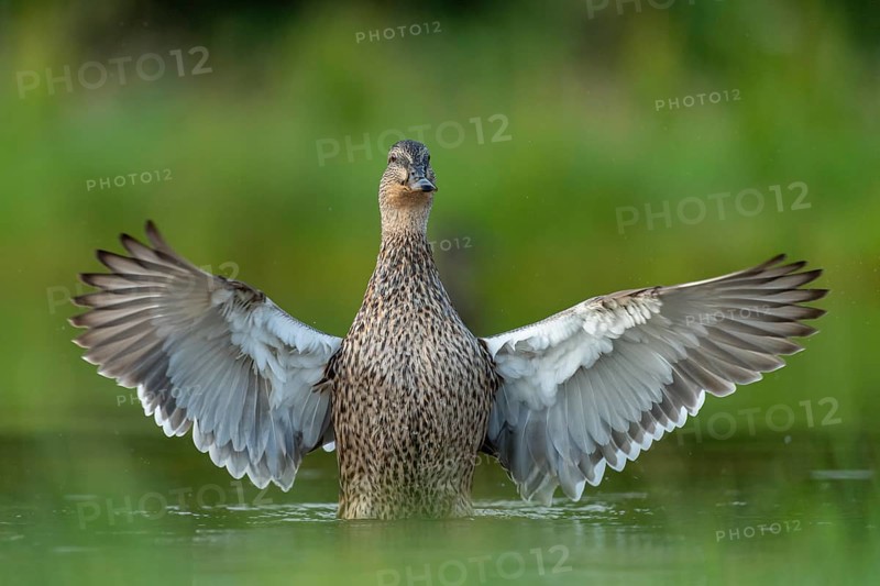 Mallard (Anas platyrhynchos) grooming, female, Aviemore, Scotland, Great Britain