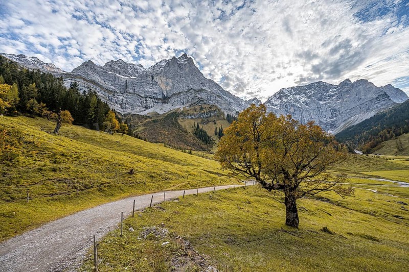 Maple tree with autumn leaves, autumn landscape in Rißtal with Spritzkarspitze, Großer Ahornboden, Engalpe, Eng, municipality of Hinterriß, Karwendel Mountains, Alpenpark Karwendel, Tyrol, Austria, Europe