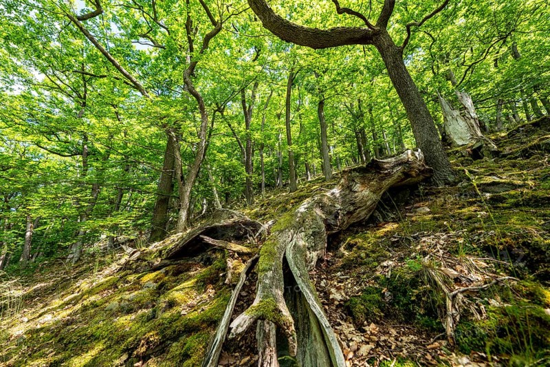 The Knorreichenstieg, part of the Urwaldsteig Edersee hiking trail, in the Kellerwald-Edersee National Park, in Hesse, Germany, Europe
