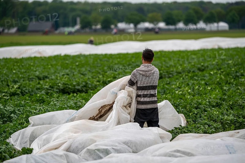 Potato field, fleece cover is removed, rolling up the fleece, the fleece is intended to protect against weather influences, pests, hailstorms in spring and supports growth at low temperatures, here early potatoes, 6 weeks after planting, still a good 3 weeks until harvest, North Rhine-Westphalia, Germany, Europe