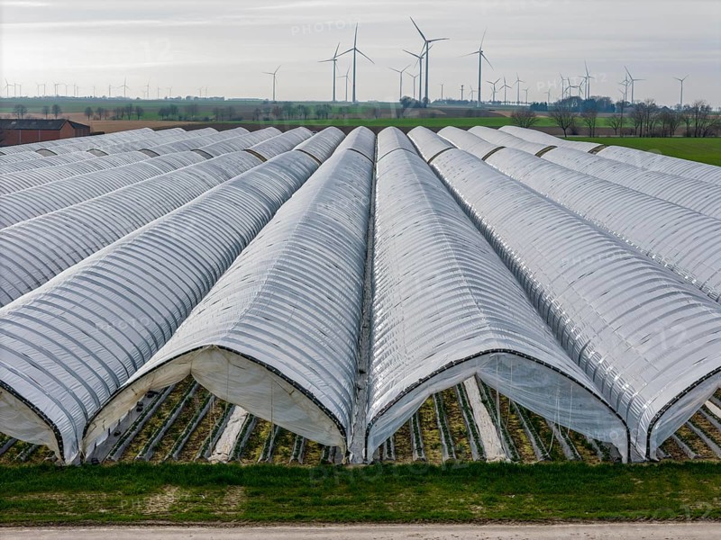 Open field strawberry cultivation in a foil greenhouse, young strawberry plants growing, near Erkelenz Rhineland, North Rhine-Westphalia, Germany, Europe