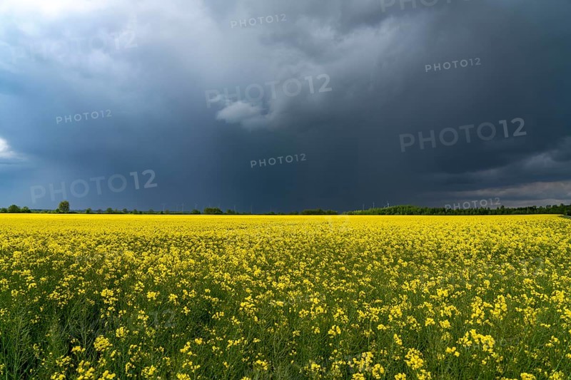 Thunderclouds over the Rhenish lignite mining area, rape field, North Rhine-Westphalia, Germany, Europe