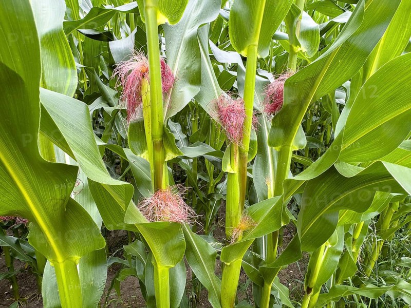 Several female flowers in the form of small clusters of thin red filaments in the leaf axis of corn (Zea mays), international
