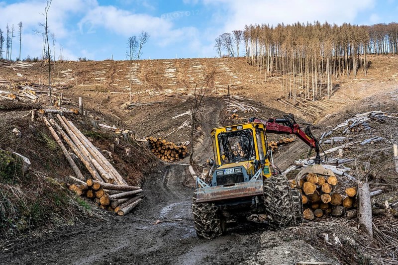 Cleared forest area north of the village of Öventrop, district of Arnsberg, dead spruce stands were felled, dead trees due to bark beetle infestation, Arnsberg Forest, North Rhine-Westphalia, Germany, Europe