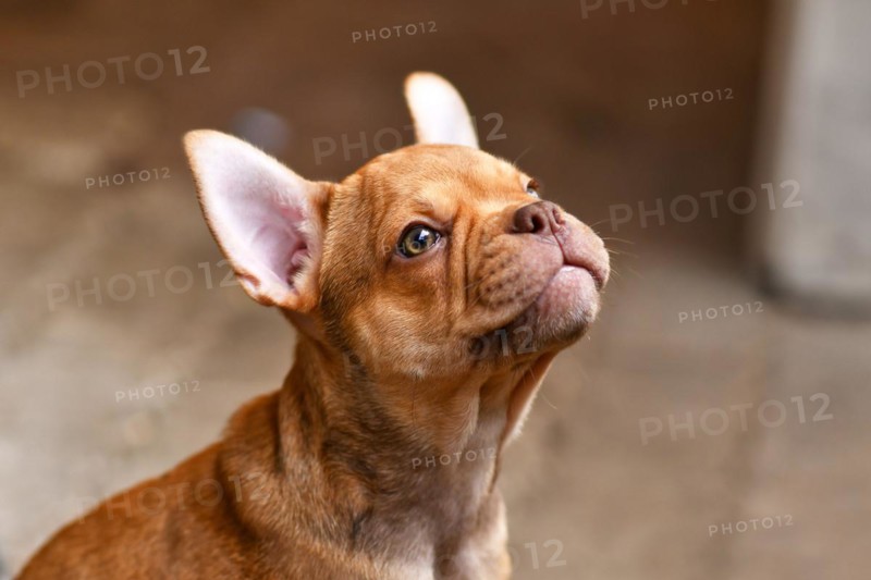 Isabella Sable French Bulldog dog puppy