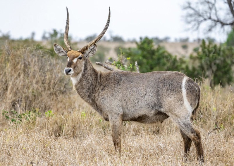 Ellipsen waterbuck (Kobus ellipsiprymnus), adult male, Kruger National Park, South Africa, Africa