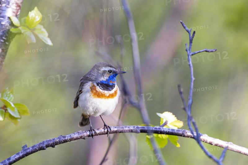 Red-throated Bluethroat or Tundra Bluethroat (Luscinia svecica), adult male sitting on a branch, Varanger, Finnmark, Norway, Europe