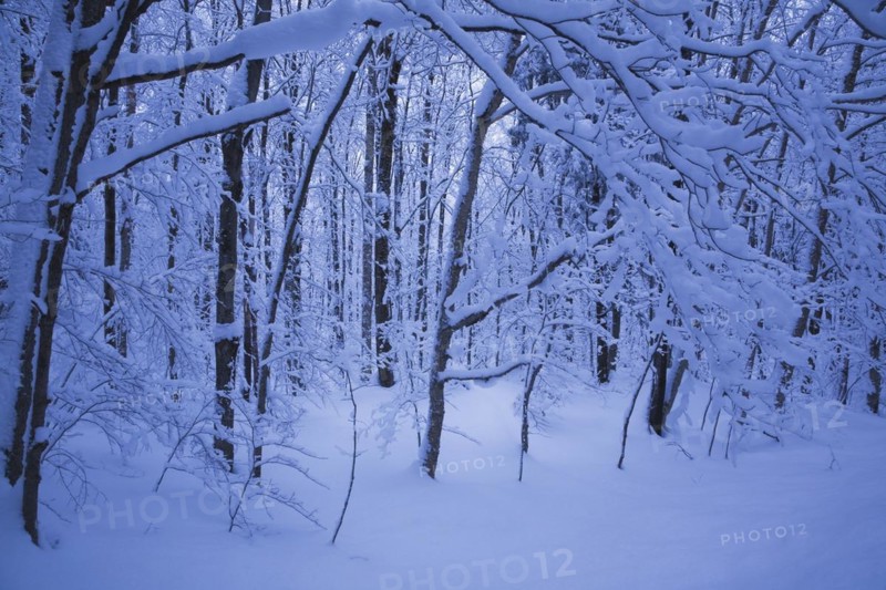 Forest of silhouetted deciduous trees and branches covered with heavy snow, Eastern Townships, Quebec, Canada, North America