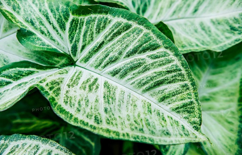Details of caladium plants in a garden. Tropical Caladium Leaves. Caladium leaves background