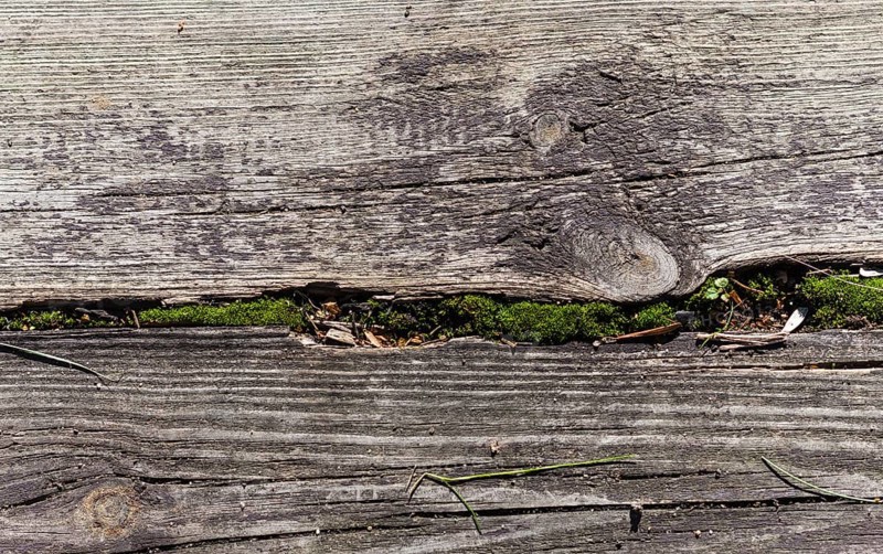 Part of the old gray board with green moss